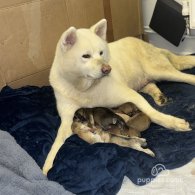 Japanese Akita Inu - Both