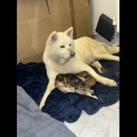 Japanese Akita Inu - Both