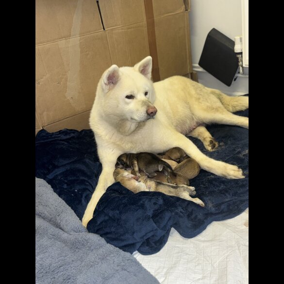 Japanese Akita Inu - Both