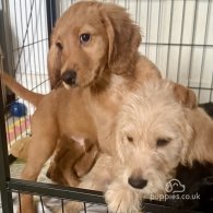 Labradoodle - Both