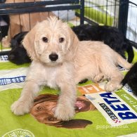 Labradoodle - Both