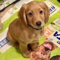 Labradoodle - Both