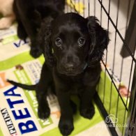 Labradoodle - Both