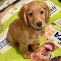 Labradoodle - Both