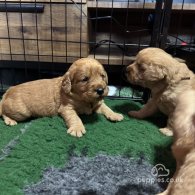 Labradoodle - Both