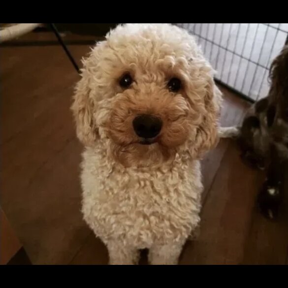 Labradoodle - Both