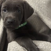 Labrador Retriever - Both