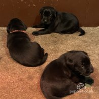 Labrador Retriever - Both