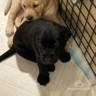 Labrador Retriever - Both