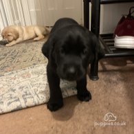 Labrador Retriever - Both