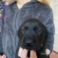 Labrador Retriever - Both