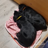 Labrador Retriever - Both