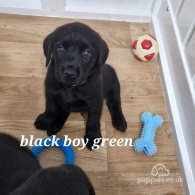 Labrador Retriever - Both