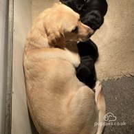 Labrador Retriever - Both