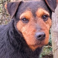 Lakeland Terrier