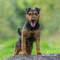 Lakeland Terrier