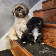 Lhasa Apso - Dogs