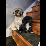 Lhasa Apso - Dogs