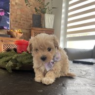 Maltipoo - Both