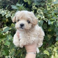 Maltipoo - Both