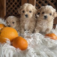 Maltipoo - Both