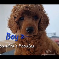 Miniature Poodle - Both