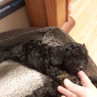 Miniature Poodle - Both