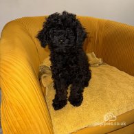 Miniature Poodle - Both