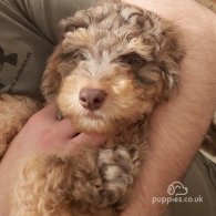 Miniature Poodle - Both