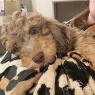 Miniature Poodle - Both