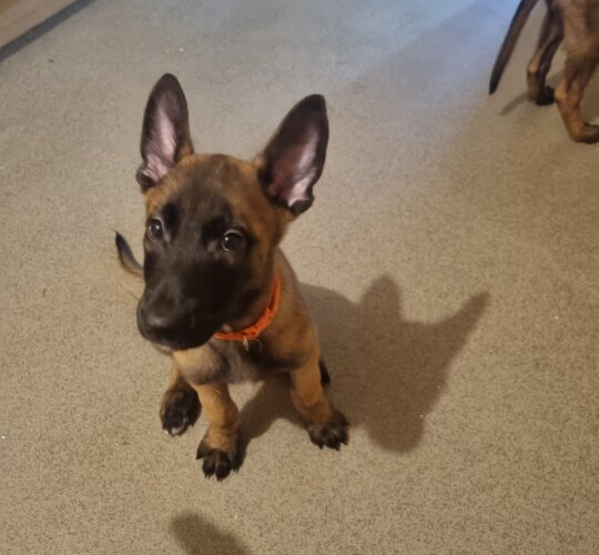 Belgian Shepherd Dog (Tervuren)