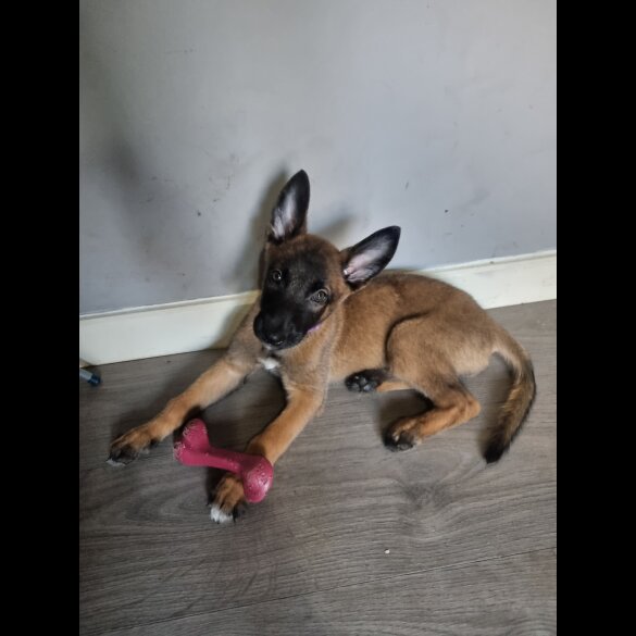 Belgian Shepherd Dog (Tervuren) - Both