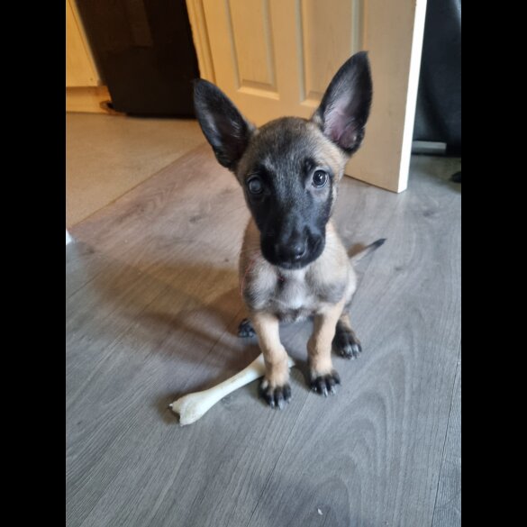 Belgian Shepherd Dog (Tervuren) - Both