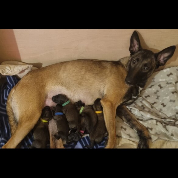 Belgian Shepherd Dog (Tervuren) - Both