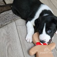 Mixed Breed - Dogs