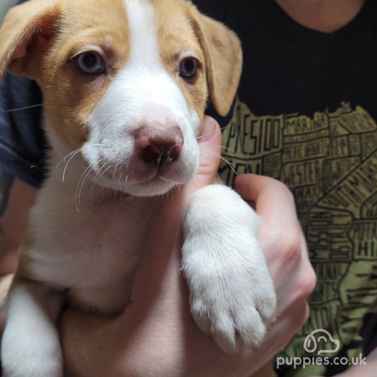 Mixed Breed - Dogs