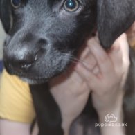 Mixed Breed - Dogs