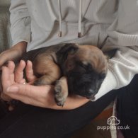 Cane Corso - Both