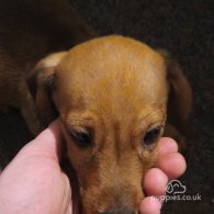 Mixed Breed - Dogs