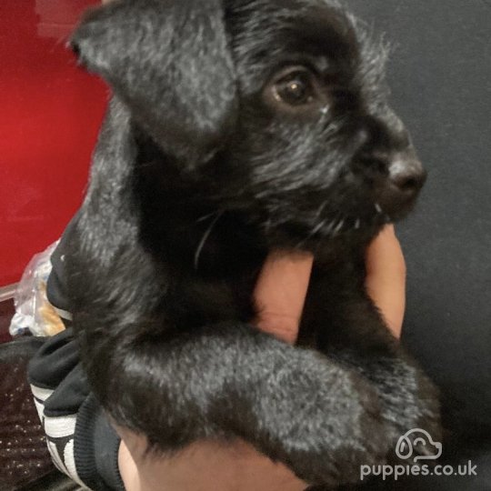 Patterdale Terrier - Both