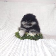 Pomeranian - Both