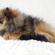 Pomeranian - Both