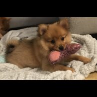 Pomeranian - Both