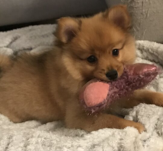 Pomeranian