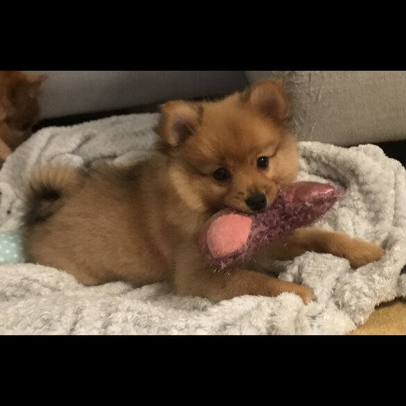 Pomeranian - Both