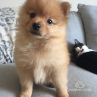 Pomeranian - Both