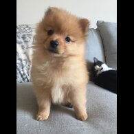 Pomeranian - Both