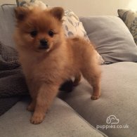 Pomeranian - Both