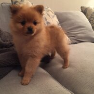 Pomeranian - Both