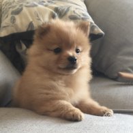 Pomeranian - Both